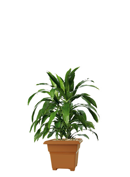 Dracaena Deremensis 'Janet-Craig'