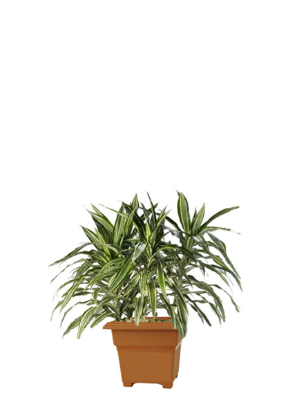 Dracaena Deremensis Warneckeii