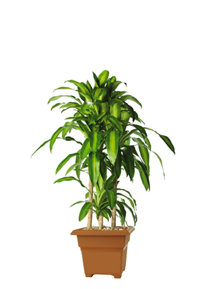 Dracaena Fragrans Massangeana