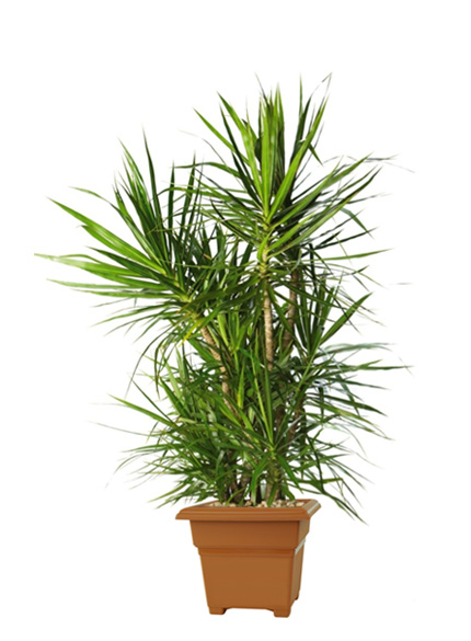 Dracaena Marginata 'Dragon Tree'