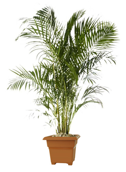 Dypsis Lutescens Golden Cane