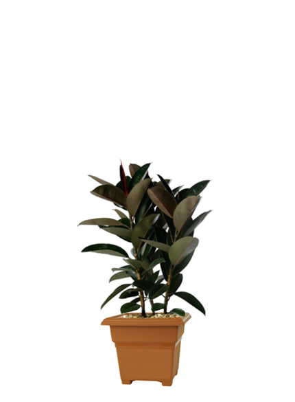 Ficus Elastic Decora Red Rubber