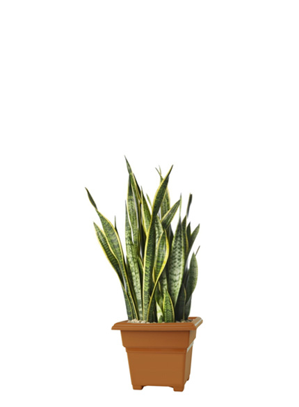 Sansevieria Species 'Mother In Laws Tongue'