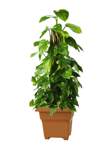 Scindapsus Aureus Pothos