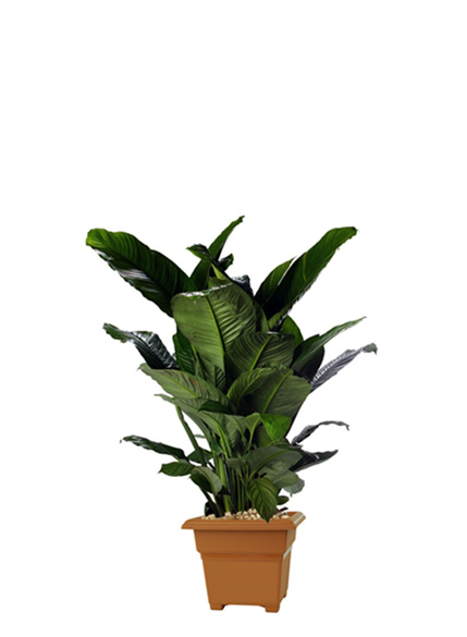 Spathiphyllum